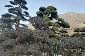 姑姐：养儿防老；弟媳妇：谁家的女儿要了父母的所有积蓄不给弟弟图片