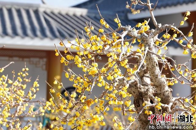 湖北保康：游人赏蜡梅 为有暗香来