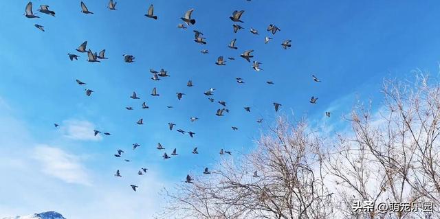 天山北坡遇奇景，零下雪景如仙境，我被这美景彻底震撼了