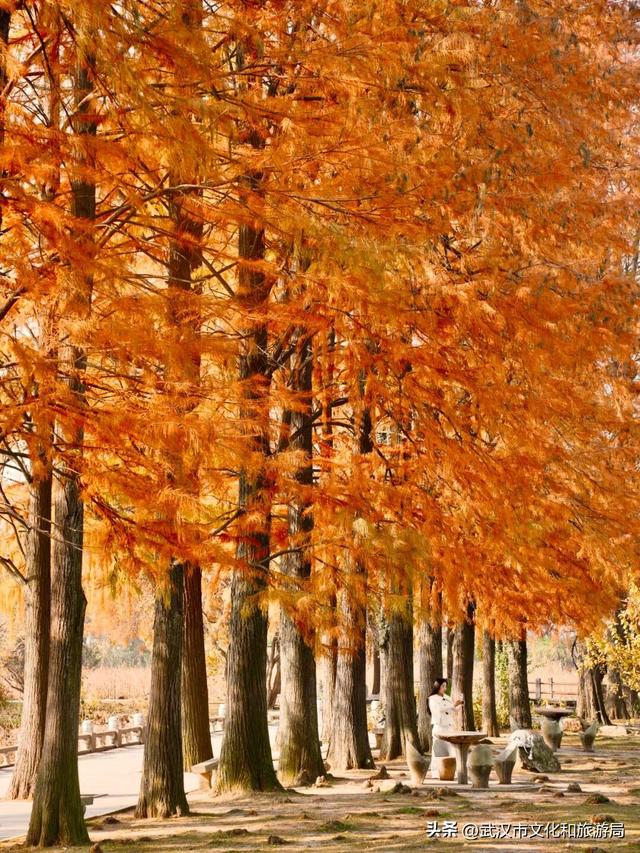 晴晴晴晴晴晴晴晴，东湖彩叶美出新高度！