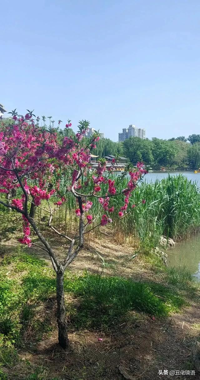 自拍影集（30）紫竹院公园风景绿水轻舟·上