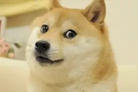 网红柴犬Kabosu离世,迷因文化从此少了一个重要符号图片