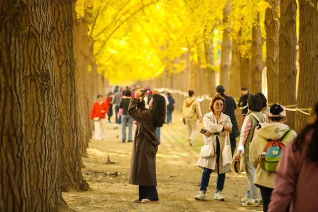 速来！海淀这份含“金”量超高的攻略请收好→