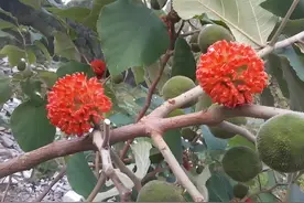 垂钓草鱼的三种“绝杀饵料”，商品饵也比不了，野钓池塘均可使用图片