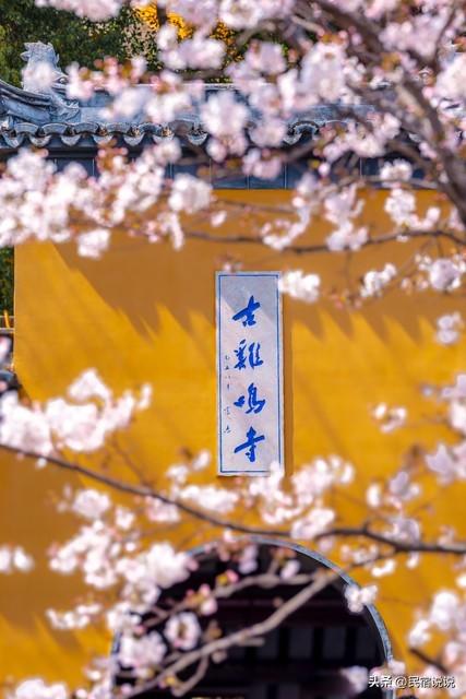 杭州灵隐寺都免费啦，南京大报恩寺只发放5000张免费票。