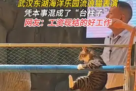 笑死了！狸花猫打伤鹦鹉后，亲自上场表演！评论区吵翻天！图片