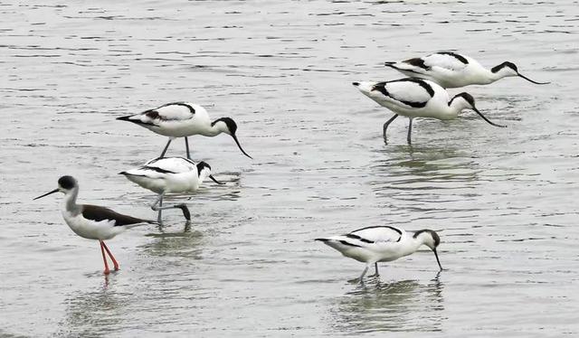 快乐的25/26深圳湾候鸟季