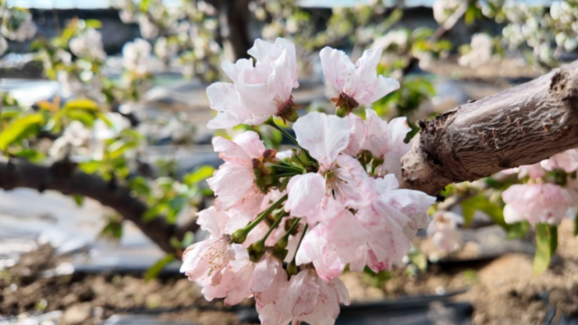 限定冬日浪漫！湟中多巴樱桃花开，等你来赏