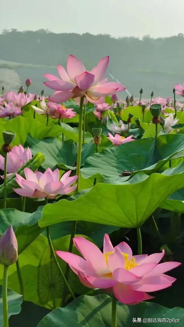 当年计划生育是谁提出来的？你万万想不到