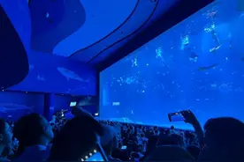 人人人人人你人人人人人！小梅沙海洋世界开启试营业→图片