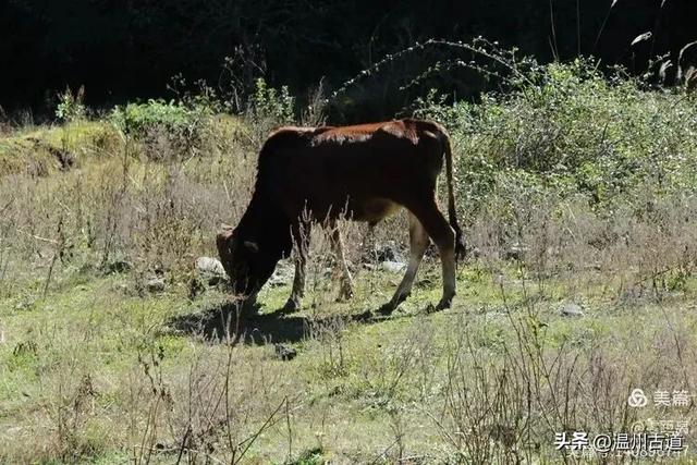 醉美林坑晒秋!这条连接两个避世古村落的省一级古道,周末可走起