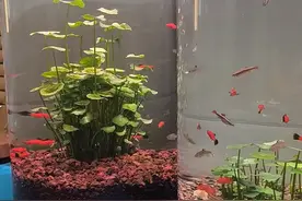 广东一女子把“铜钱草”养在“鱼缸”里，好美，网友：太神奇了图片