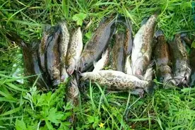 民间野钓鳜鱼，最简单实用的2种钓法，只要有鳜鱼就能钓到图片