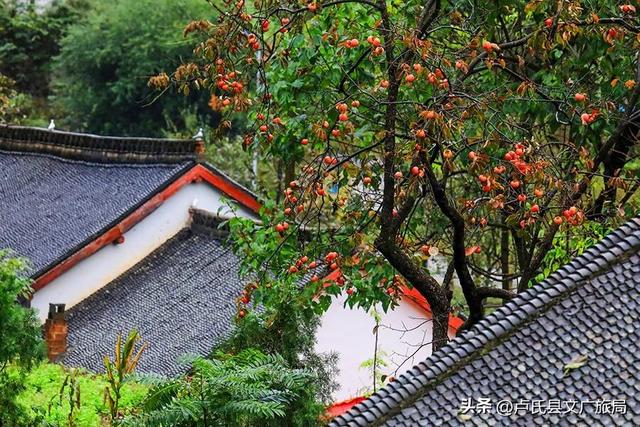 卢氏秋日美图 | 柿柿如意 山乡秋韵拉满