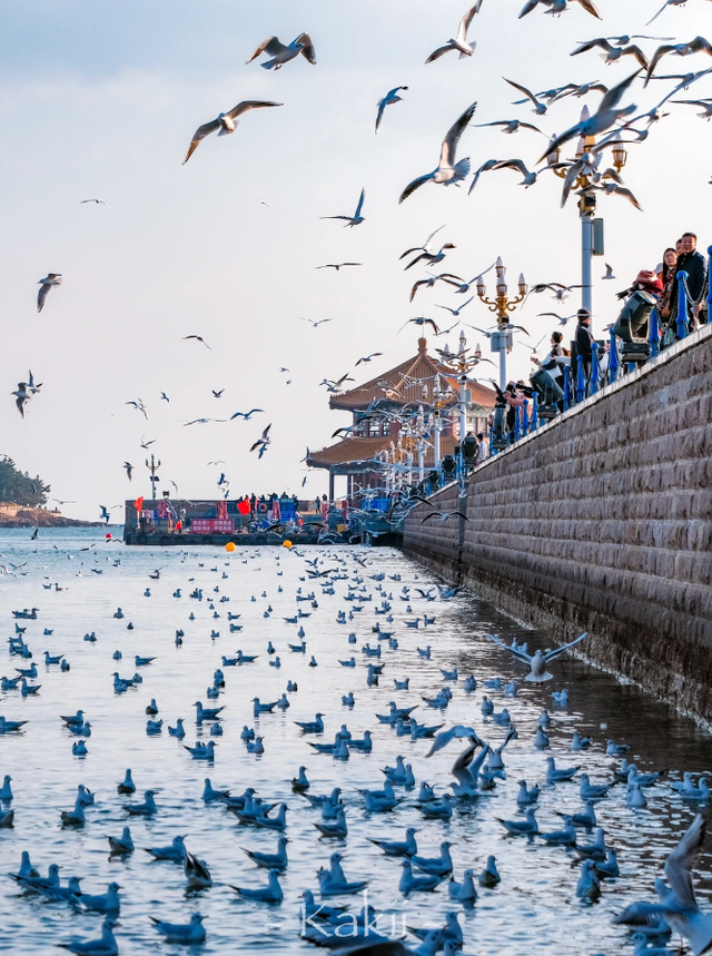 跨年前，总要来栈桥追一次海鸥吧～
