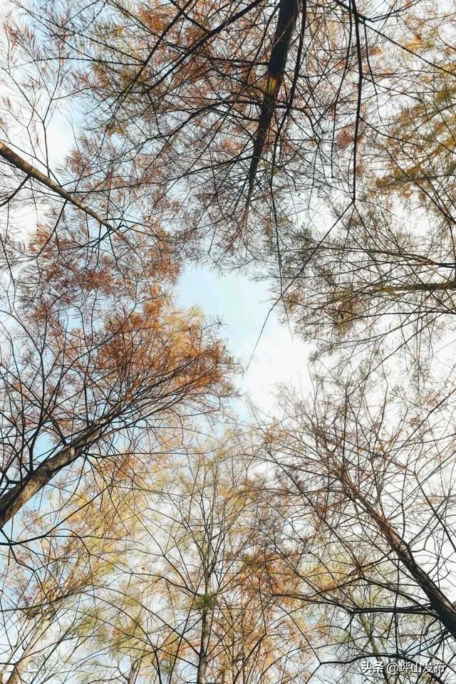 骑遇坪山① | 宝藏“高颜值”骑行线，拍出森系大片刷爆朋友圈