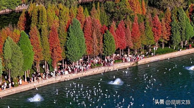 “红”爆！是谁还没有Get昆明的冬天？你知道12月的滇池有多绝？周末冲~