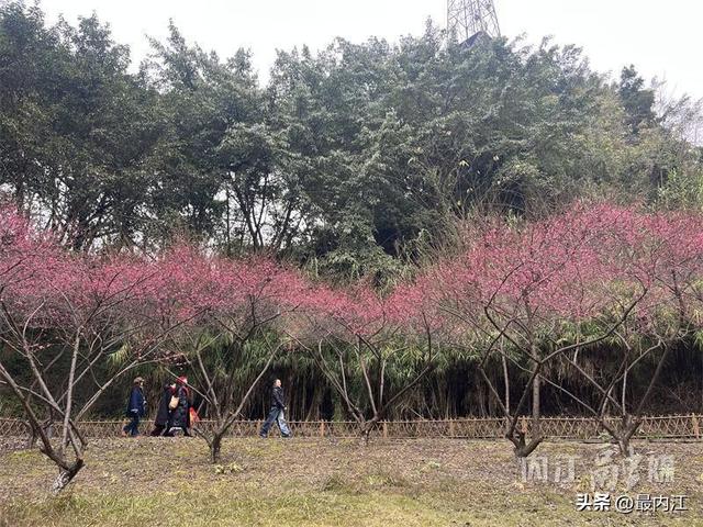 赶紧去！内江大自然湿地公园红梅进入最佳观赏期