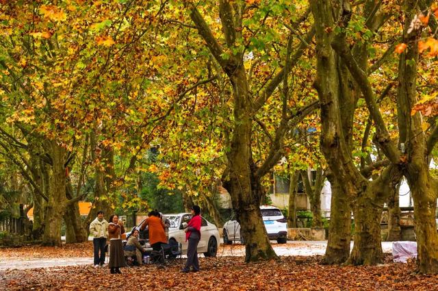 含“金”量超高！快来打卡贵安绝美梧桐大道