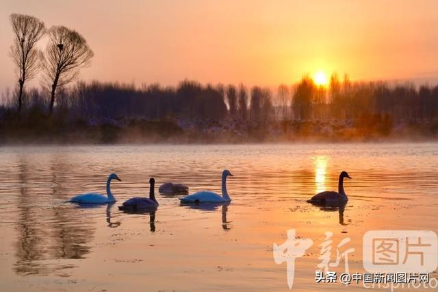 辽宁朝阳：冬季到天鹅湾看天鹅