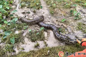 重130斤，长3.7米！巨蟒“私闯”菜地被拿下图片