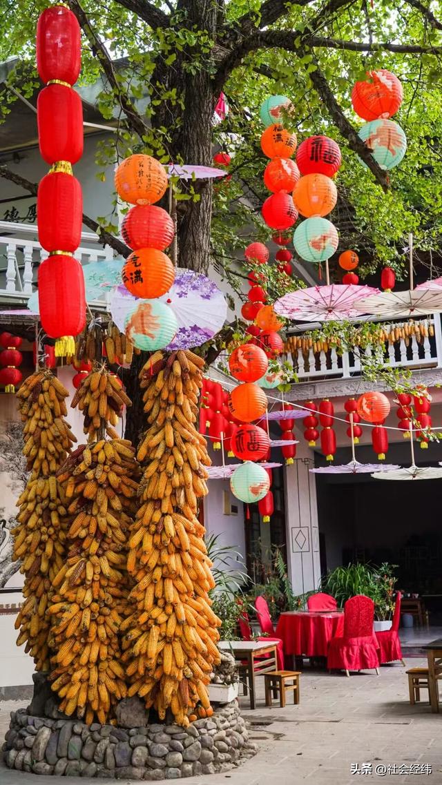 千年银杏染醉腾冲秋——走进“中国银杏第一村”