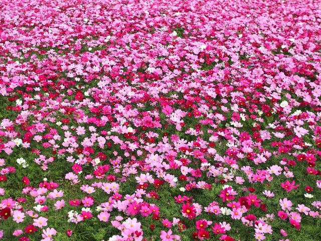 太美了！平南这里有一大片格桑花海