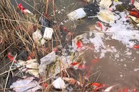 山东男子放生百条锦鲤，全因没人要！网友炸锅：这鱼活不过3天！图片