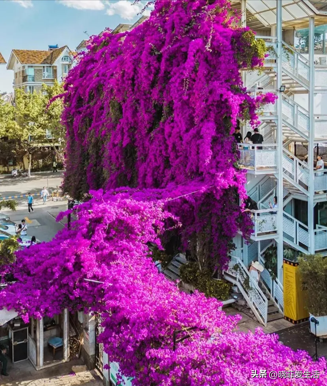 昆明一户人家门口，开出了5层楼的“花瀑”，太美，太壮观了~