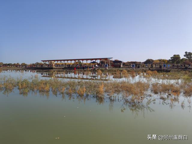 额济纳旗胡杨林