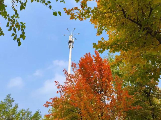 初冬味道！森林公园景色如诗如画，快来感受五彩缤纷的美丽画卷！