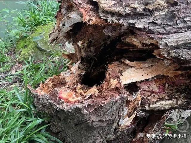 突发！武侯祠百年古柳轰然倒伏，两名游客被砸送医，现场细节曝光