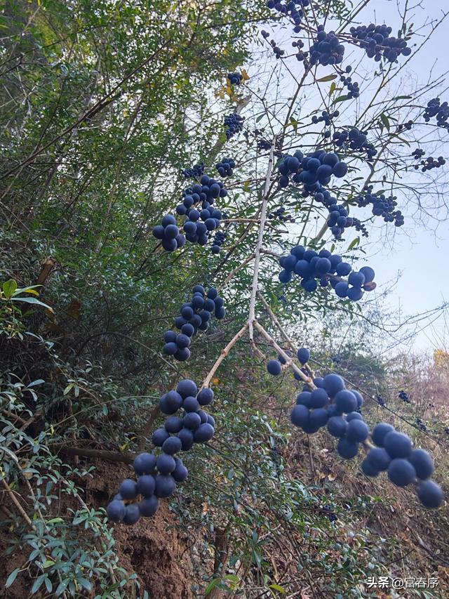 西安周边藏不住，浅山暖阳等你来晒！