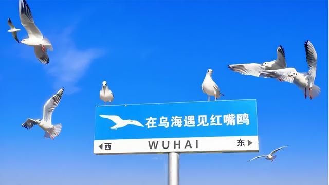 最佳观鸥季！乌海“老朋友”回来啦！
