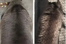 人躺几天就可能血栓，而熊躺半年都没事！科学家在熊身上找到攻克血栓的希望图片