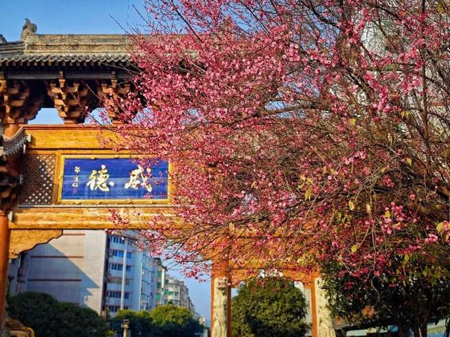 满屏梅花🤩不用怀疑！你期盼的春天提前来了！