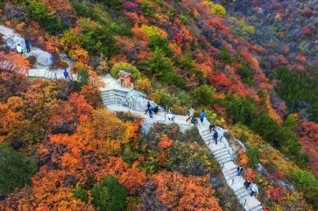 别再刷崛围山红叶图了！亲自去触摸红林间的千年时光，才够劲