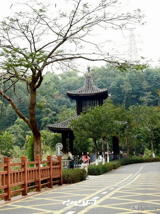 太出片啦！中山焦糖色「落羽杉」上线