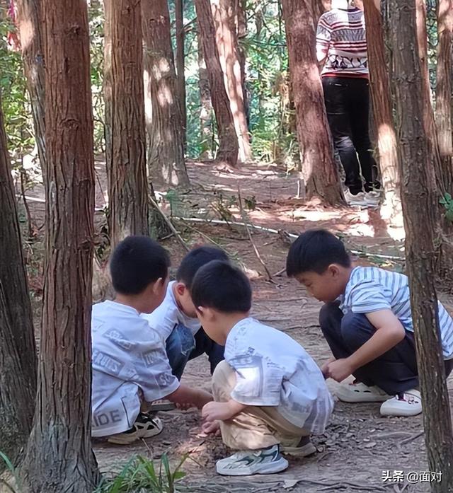 利川避暑山庄苏马荡树林下人们活动剪辑 老人安享晚年 小孩亲近自然