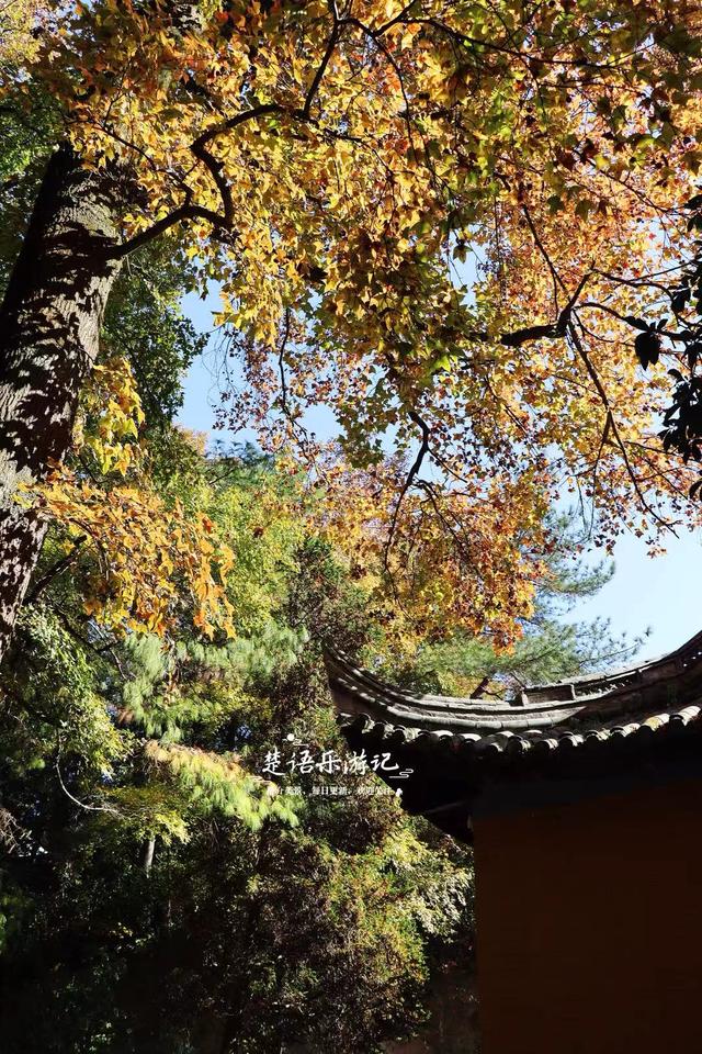 浙江宁波发现一条新的红枫古道，沿途风景犹如油画，拍照太出片