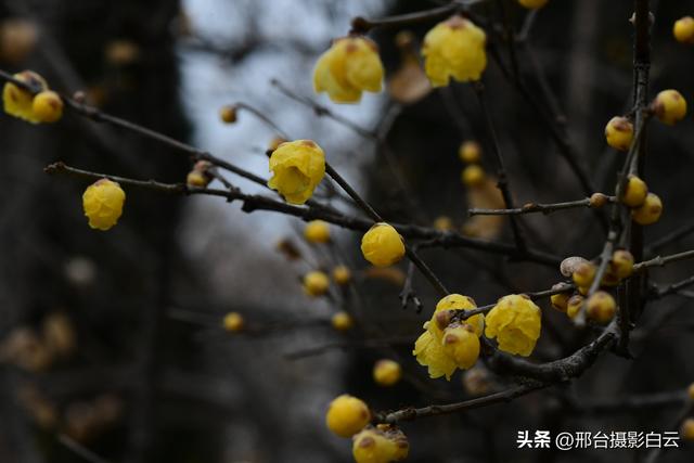 达活泉公园腊梅（美图）