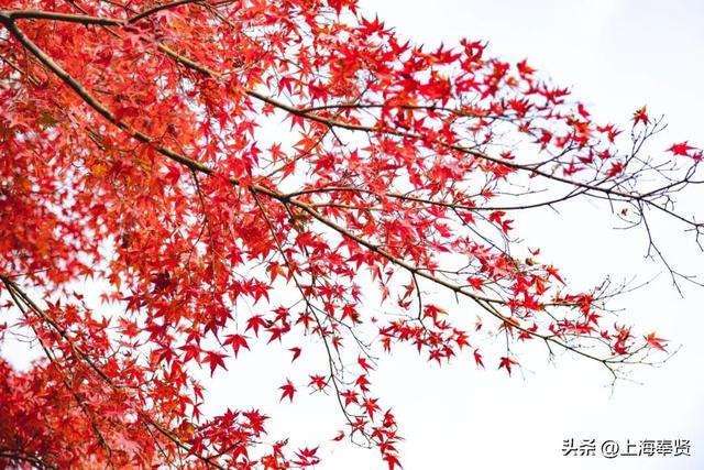 温度要降，颜值要升！古华园的秋色进入“高光时刻”，速看→