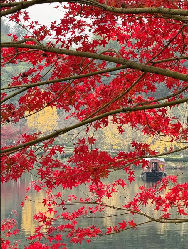 出发！感受两江绝美秋色 邂逅一园烂漫