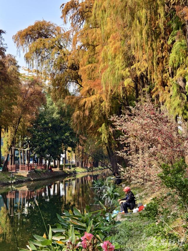 一湾碧水穿“红”林，番禺雁洲涌新桥村段落羽杉盛装上线