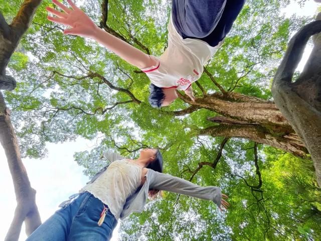 湖南1500年梓叶槭黄叶了,全国不到500株,上百年的只找到一株