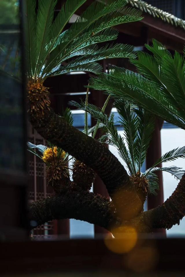 草堂铁树开花？在哪里？长啥样？快来看！