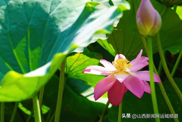 稷山民乐园：荷香满池 共赴夏日“莲”约