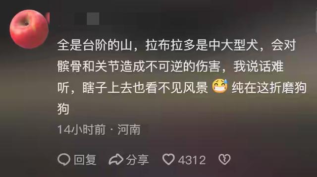 带导盲犬爬泰山的夫妻被网友批评，导盲犬芬迪看着非常累