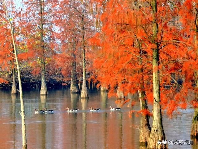 南京12月美到犯规！多个落羽杉打卡地+隐藏逛吃攻略，错过等一年