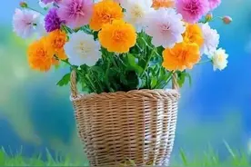 微信头像｜女人运气最旺的头像图片